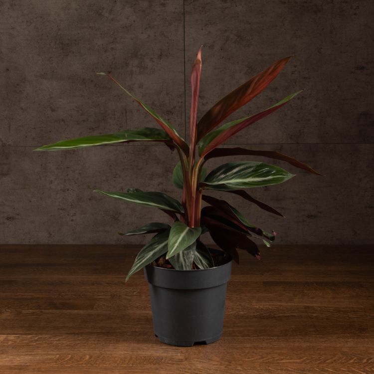 Калатея Триостар 50/14 фото 1 &mdash; Luxury Plants