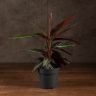 Калатея Триостар 50/14 фото 1 &mdash; Luxury Plants