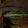 Калатея Триостар 50/14 фото 3 &mdash; Luxury Plants