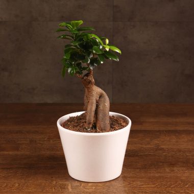 Бонсай Фикус Гинсенг в белом глянцевом кашпо D17 &mdash; Luxury Plants