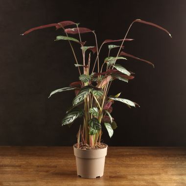 Калатея Зербина 70/17 &mdash; Luxury Plants
