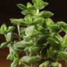 Крассула Перфората в кашпо Абремо-латте 15/10 фото 2 &mdash; Luxury Plants