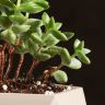 Крассула Перфората в кашпо Абремо-латте 15/10 фото 3 &mdash; Luxury Plants