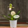 Орхидея Пафиопедилум салатово-розовая D12 фото 2 &mdash; Luxury Plants
