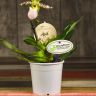 Орхидея Пафиопедилум салатово-розовая D12 фото 3 &mdash; Luxury Plants