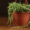 Крестовник Роули 25/12 фото 3 &mdash; Luxury Plants