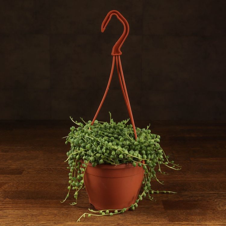 Крестовник Роули 25/12 фото 1 &mdash; Luxury Plants