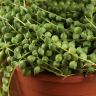 Крестовник Роули 25/12 фото 5 &mdash; Luxury Plants