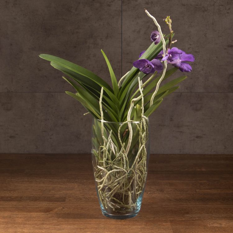 Орхидея Ванда в бокале Шарлотта фиолетовая фото 1 &mdash; Luxury Plants