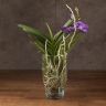 Орхидея Ванда в бокале Шарлотта фиолетовая фото 1 &mdash; Luxury Plants