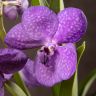 Орхидея Ванда в бокале Шарлотта фиолетовая фото 2 &mdash; Luxury Plants