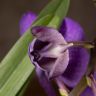 Орхидея Ванда в бокале Шарлотта фиолетовая фото 4 &mdash; Luxury Plants