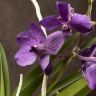 Орхидея Ванда в бокале Шарлотта фиолетовая фото 5 &mdash; Luxury Plants