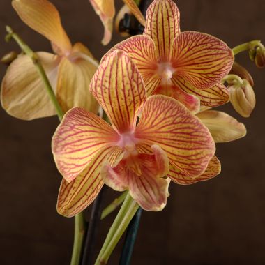 Орхидея Фаленопсис Биг Лип Лонг Аполло 2ст &mdash; Luxury Plants