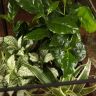 Флорариум «Растения в доме» фото 4 &mdash; Luxury Plants
