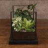 Флорариум «Растения в доме» фото 5 &mdash; Luxury Plants