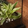 Флорариум «Растения в доме» фото 3 &mdash; Luxury Plants