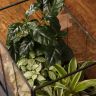Флорариум «Растения в доме» фото 2 &mdash; Luxury Plants