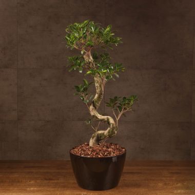 Бонсай Фикус в черном кашпо 80/28 &mdash; Luxury Plants