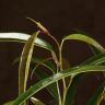 Фикус Али д12 фото 2 &mdash; Luxury Plants