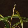 Фикус Али д12 фото 4 &mdash; Luxury Plants
