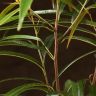 Фикус Али д12 фото 3 &mdash; Luxury Plants