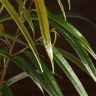 Фикус Али д12 фото 5 &mdash; Luxury Plants