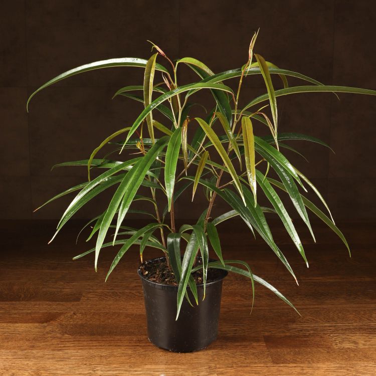 Фикус Али д12 фото 1 &mdash; Luxury Plants