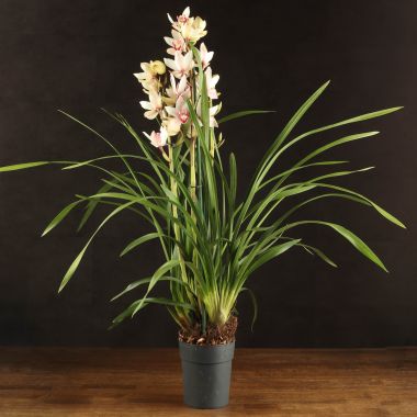 Орхидея Цимбидиум бордово-кремовая D14 &mdash; Luxury Plants