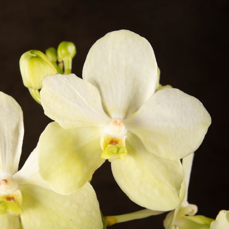 Орхидея Ванда в бокале Мишель белая фото 1 &mdash; Luxury Plants