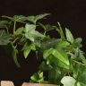 Хедера обод в кашпо-корзинке 40/13 фото 3 &mdash; Luxury Plants