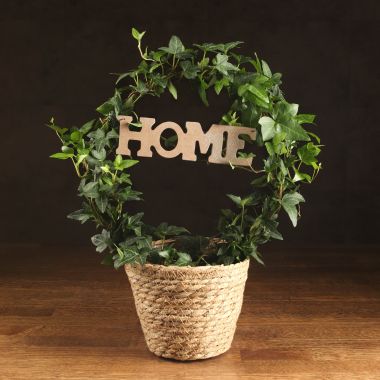 Хедера обод в кашпо-корзинке 40/13 &mdash; Luxury Plants