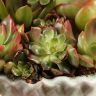 Композиция с суккулентами в керамической корзинке фото 4 &mdash; Luxury Plants