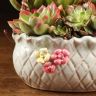 Композиция с суккулентами в керамической корзинке фото 3 &mdash; Luxury Plants