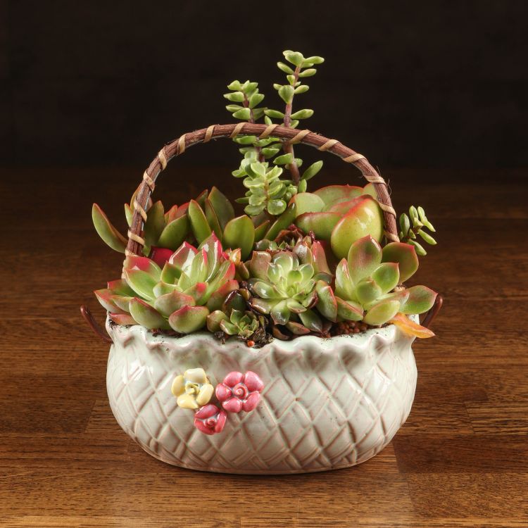 Композиция с суккулентами в керамической корзинке фото 1 &mdash; Luxury Plants