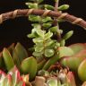 Композиция с суккулентами в керамической корзинке фото 5 &mdash; Luxury Plants