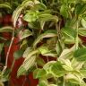 Традесканция желто-зеленая D23 фото 2 &mdash; Luxury Plants