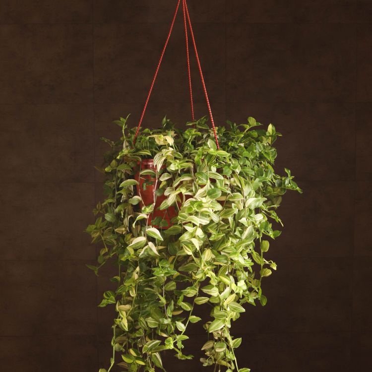 Традесканция желто-зеленая D23 фото 1 &mdash; Luxury Plants