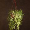 Традесканция желто-зеленая D23 фото 1 &mdash; Luxury Plants