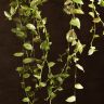 Традесканция желто-зеленая D23 фото 3 &mdash; Luxury Plants