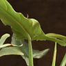 Филодендрон Сильвер Сворд д15 фото 2 &mdash; Luxury Plants