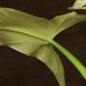 Филодендрон Сильвер Сворд д15 фото 5 &mdash; Luxury Plants