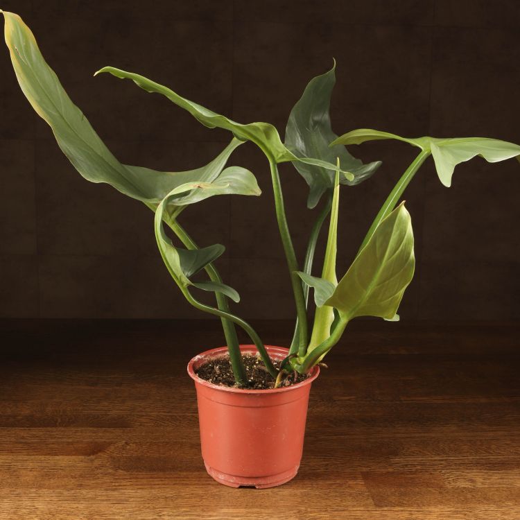 Филодендрон Сильвер Сворд д15 фото 1 &mdash; Luxury Plants