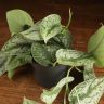 Сциндапсус Пиктус 20/12 фото 5 &mdash; Luxury Plants