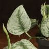 Сциндапсус Пиктус 20/12 фото 2 &mdash; Luxury Plants