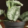 Сциндапсус Пиктус 20/12 фото 3 &mdash; Luxury Plants