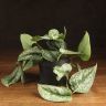 Сциндапсус Пиктус 20/12 фото 1 &mdash; Luxury Plants