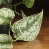 Сциндапсус Пиктус 20/12 фото 4 &mdash; Luxury Plants