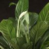 Спатифиллум Файн Вайн на гидропоне 50/10 фото 4 &mdash; Luxury Plants