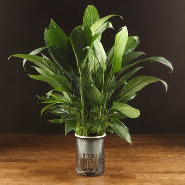 Спатифиллум Файн Вайн на гидропоне 50/10 &mdash; Luxury Plants
